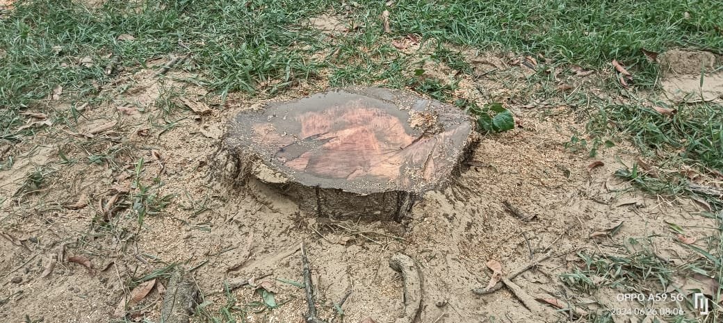 कटान किए गए वृक्षों फाइल फोटो
