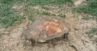 कटान किए गए वृक्षों फाइल फोटो