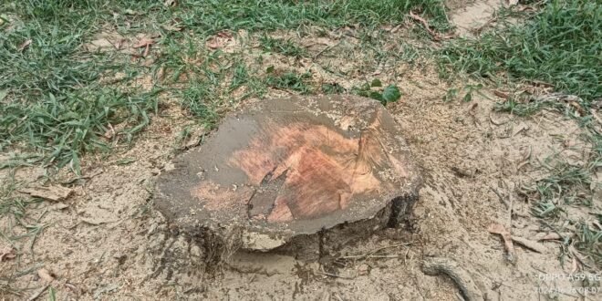 कटान किए गए वृक्षों फाइल फोटो