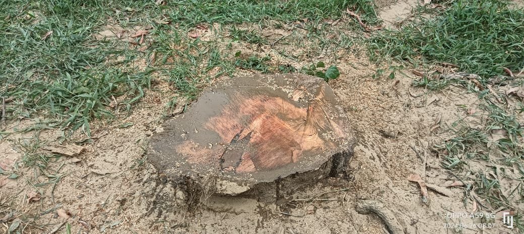 कटान किए गए वृक्षों फाइल फोटो