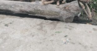 वन विभाग की जिम्मेदारी पेड़ों की सुरक्षा, फिर लकड़ी काटकर घर ले जाने का आरोप!
